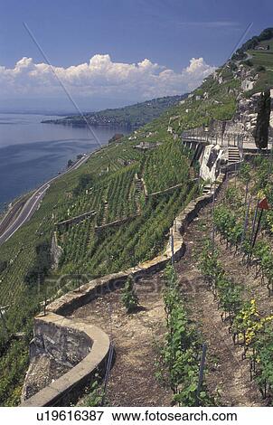 Switzerland, Vaud, Lavaux, Lac Leman, vineyards, Scenic view the steep slopes of the vineyards of Lavaux in the Canton of Vaud along Lake Geneva. View Large Photo Image Stock Photo - Switzerland, Vaud, Lavaux, Lac Leman, vineyards, Scenic view the steep slopes of the vineyards of Lavaux in the Canton of Vaud along Lake Geneva. . Fotosearch