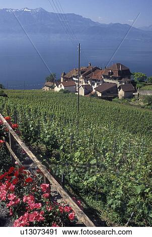 Switzerland, Vaud, Lavaux, Lake Geneva, vineyard, Alps, Scenic view of the village of Epesses along the lakeshore of Lac Leman from the steep slopes of the vineyards of Lavaux in the Canton of Vaud. View Large Photo Image Stock Image - Switzerland, Vaud, Lavaux, Lake Geneva, vineyard, Alps, Scenic view of the village of Epesses along the lakeshore of Lac Leman from the steep slopes of the vineyards of Lavaux in the Canton of Vaud. . Fotosearch