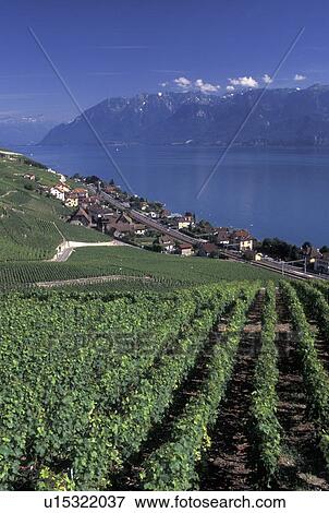 Switzerland, Vaud, Lavaux, Lake Geneva, Alps, vineyard, Scenic view of the village of Villette along the lakeshore of Lac Leman from the steep slopes of the vineyards of Lavaux in the Canton of Vaud. View Large Photo Image Stock Photo - Switzerland, Vaud, Lavaux, Lake Geneva, Alps, vineyard, Scenic view of the village of Villette along the lakeshore of Lac Leman from the steep slopes of the vineyards of Lavaux in the Canton of Vaud. . Fotosearch