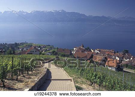 Switzerland, Vaud, Lavaux, Lake Geneva, vineyard, Village of Grandvaux along the lakeshore of Lac Leman and the vineyards of Lavaux in the Canton of Vaud. View Large Photo Image Stock Photo - Switzerland, Vaud, Lavaux, Lake Geneva, vineyard, Village of Grandvaux along the lakeshore of Lac Leman and the vineyards of Lavaux in the Canton of Vaud. . Fotosearch