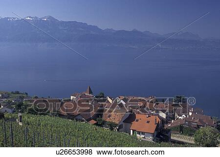 Switzerland, Vaud, Lavaux, Lake Geneva, Alps, vineyard, Village of Grandvaux along the lakeshore of Lac Leman and the vineyards of Lavaux in the Canton of Vaud. View Large Photo Image Stock Photo - Switzerland, Vaud, Lavaux, Lake Geneva, Alps, vineyard, Village of Grandvaux along the lakeshore of Lac Leman and the vineyards of Lavaux in the Canton of Vaud. . Fotosearch