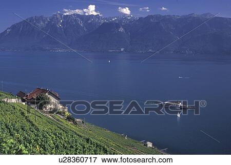 Switzerland, Vaud, Lavaux, Lake Geneva, vineyards, Scenic view of an excursion steamer boat cruising along the lakeshore of Lac Leman from the steep slopes of the vineyards of Lavaux in the Canton of Vaud. View of the Alps. View Large Photo Image Stock Photo - Switzerland, Vaud, Lavaux, Lake Geneva, vineyards, Scenic view of an excursion steamer boat cruising along the lakeshore of Lac Leman from the steep slopes of the vineyards of Lavaux in the Canton of Vaud. View of the Alps.. Fotosearch