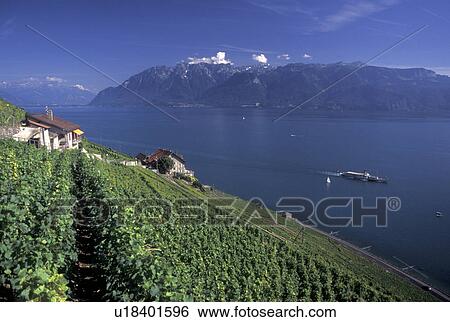 Stock Photograph -  Switzerland, Vaud, Lavaux, Lake Geneva, Scenic view of an excursion steamer boat cruising along the lakeshore of Lac Leman from the steep slopes of the vineyards of Lavaux in the Canton of Vaud. View of the Alps.. Fotosearch