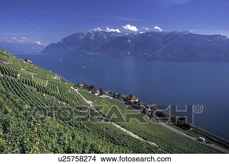 Switzerland, Vaud, Lavaux, vineyards, Lac Leman, Scenic view the steep slopes of the vineyards of Lavaux in the Canton of Vaud along Lake Geneva. The Alps can be seen in the distance. View Large Photo Image Picture - Switzerland, Vaud, Lavaux, vineyards, Lac Leman, Scenic view the steep slopes of the vineyards of Lavaux in the Canton of Vaud along Lake Geneva. The Alps can be seen in the distance.. Fotosearch