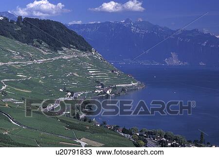 Switzerland, Vaud, vineyards, Lavaux, Lac Leman, Scenic view the steep slopes of the vineyards of Lavaux in the Canton of Vaud along Lake Geneva. View of the Alps. View Large Photo Image Stock Image - Switzerland, Vaud, vineyards, Lavaux, Lac Leman, Scenic view the steep slopes of the vineyards of Lavaux in the Canton of Vaud along Lake Geneva. View of the Alps.. Fotosearch