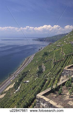 Switzerland, Vaud, vineyards, Lavaux, Lac Leman, Scenic view the steep slopes of the vineyards of Lavaux in the Canton of Vaud along Lake Geneva. View Large Photo Image Stock Image - Switzerland, Vaud, vineyards, Lavaux, Lac Leman, Scenic view the steep slopes of the vineyards of Lavaux in the Canton of Vaud along Lake Geneva. . Fotosearch