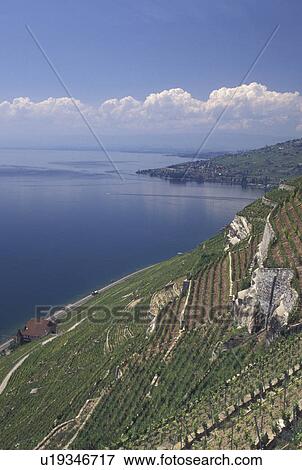 Stock Photo -  Switzerland, Vaud, vineyards, Lavaux, Lac Leman, Scenic view the steep slopes of the vineyards of Lavaux in the Canton of Vaud along Lake Geneva. . Fotosearch