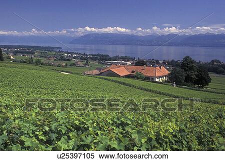 Switzerland, vineyard, La Cote, Lake Geneva, Rolle, Vaud, Scenic view of the countryside covered with vineyards and the village of Rolle along Lac Leman in the Canton of Vaud. Scenic view of the Alps across Lake Geneva. View Large Photo Image Stock Photography - Switzerland, vineyard, La Cote, Lake Geneva, Rolle, Vaud, Scenic view of the countryside covered with vineyards and the village of Rolle along Lac Leman in the Canton of Vaud. Scenic view of the Alps across Lake Geneva.. Fotosearch