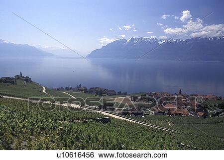 Switzerland, vineyard, Lake Geneva, Alps, Lavaux, Vaud, Picturesque village of Rivaz surrounded by vineyards along the lakeshore of Lac Leman in the Canton of Vaud. Scenic view of the Alps across Lake Geneva. View Large Photo Image Stock Photograph - Switzerland, vineyard, Lake Geneva, Alps, Lavaux, Vaud, Picturesque village of Rivaz surrounded by vineyards along the lakeshore of Lac Leman in the Canton of Vaud. Scenic view of the Alps across Lake Geneva.. Fotosearch