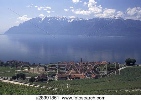Switzerland, vineyard, Lavaux, Lake Geneva, Alps, Vaud, Picturesque village of Rivaz surrounded by vineyards along the lakeshore of Lac Leman in the Canton of Vaud. Scenic view of the Alps across Lake Geneva. View Large Photo Image Stock Image - Switzerland, vineyard, Lavaux, Lake Geneva, Alps, Vaud, Picturesque village of Rivaz surrounded by vineyards along the lakeshore of Lac Leman in the Canton of Vaud. Scenic view of the Alps across Lake Geneva.. Fotosearch
