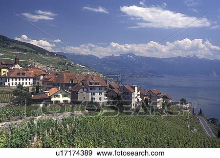 Switzerland, vineyard, Lavaux, Lake Geneva, Alps, Vaud, Village of Rivaz along the lakeshore of Lac Leman and the vineyards of Lavaux in the Canton of Vaud. Scenic view of the Alps across Lake Geneva. View Large Photo Image Stock Photo - Switzerland, vineyard, Lavaux, Lake Geneva, Alps, Vaud, Village of Rivaz along the lakeshore of Lac Leman and the vineyards of Lavaux in the Canton of Vaud. Scenic view of the Alps across Lake Geneva.. Fotosearch