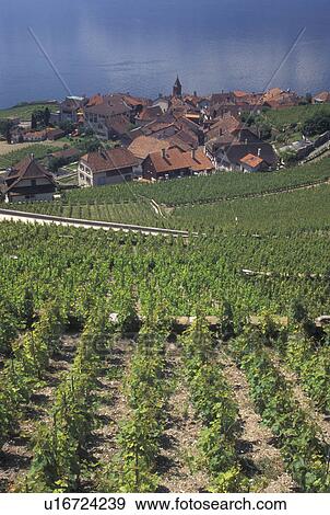 Switzerland, vineyard, Lavaux, Vaud, Lake Geneva, Picturesque village of Rivaz surrounded by vineyards along the lakeshore of Lac Leman in the Canton of Vaud. View Large Photo Image Stock Photo - Switzerland, vineyard, Lavaux, Vaud, Lake Geneva, Picturesque village of Rivaz surrounded by vineyards along the lakeshore of Lac Leman in the Canton of Vaud. . Fotosearch
