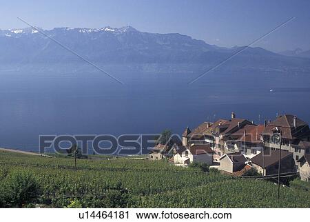 Switzerland, vineyard, Vaud, Lavaux, Lake Geneva, Alps, Scenic view of the village of Epesses along the lakeshore of Lac Leman from the steep slopes of the vineyards of Lavaux in the Canton of Vaud. View Large Photo Image Stock Image - Switzerland, vineyard, Vaud, Lavaux, Lake Geneva, Alps, Scenic view of the village of Epesses along the lakeshore of Lac Leman from the steep slopes of the vineyards of Lavaux in the Canton of Vaud. . Fotosearch