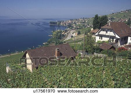Switzerland, vineyard, Vaud, Lavaux, Lake Geneva, Village of Epesses along the lakeshore of Lac Leman and the vineyards of Lavaux in the Canton of Vaud. View Large Photo Image Stock Image - Switzerland, vineyard, Vaud, Lavaux, Lake Geneva, Village of Epesses along the lakeshore of Lac Leman and the vineyards of Lavaux in the Canton of Vaud. . Fotosearch