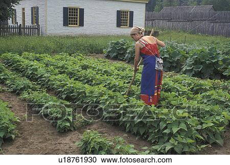 Stock Image -  Thunder Bay, garden, Canada, Ontario, Woman interpreter tends to the Vegetable Garden at Old Fort William, Fur Trading Post, in Thunder Bay.. Fotosearch