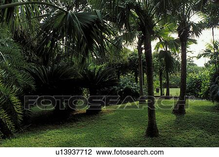 Tortola, British Virgin Islands, Road Town, Caribbean, BVI, JR O'Neal Botanic Gardens in Road Town on the island of Tortola. View Large Photo Image Stock Image - Tortola, British Virgin Islands, Road Town, Caribbean, BVI, JR O'Neal Botanic Gardens in Road Town on the island of Tortola.. Fotosearch