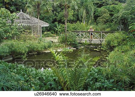 Tortola, British Virgin Islands, Road Town, Caribbean, BVI, JR O'Neal Botanic Gardens in Road Town on the island of Tortola. View Large Photo Image Stock Image - Tortola, British Virgin Islands, Road Town, Caribbean, BVI, JR O'Neal Botanic Gardens in Road Town on the island of Tortola.. Fotosearch