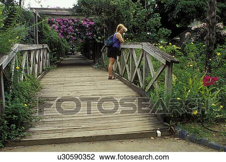 Tortola, JR O'Neal Botanic Gardens, British Virgin Islands, Road Town, Caribbean, BVI, Woman standing on a wooden foot bridge at JR O'Neal Botanic Gardens in Road Town on the island of Tortola. View Large Photo Image Stock Image - Tortola, JR O'Neal Botanic Gardens, British Virgin Islands, Road Town, Caribbean, BVI, Woman standing on a wooden foot bridge at JR O'Neal Botanic Gardens in Road Town on the island of Tortola.. Fotosearch