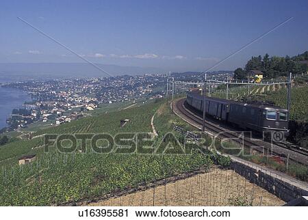 train, Switzerland, Vaud, Lavaux, Lac Leman, Commuter train travels through the steep slopes of the vineyards along Lake Geneva in the Canton of Vaud. View Large Photo Image Stock Image - train, Switzerland, Vaud, Lavaux, Lac Leman, Commuter train travels through the steep slopes of the vineyards along Lake Geneva in the Canton of Vaud.. Fotosearch
