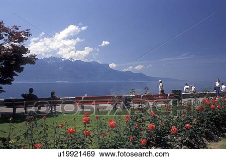Stock Photo -  Vevey, Switzerland, Lake Geneva, Alps, Vaud, Red roses adorn the lakefront park along Lac Leman in Vevey in the Canton of Vaud. Scenic view of the Alps across Lake Geneva.. Fotosearch