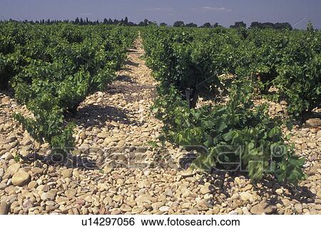 vineyard, Chateau-Neuf-du-Pape, France, Provence, Vaucluse, Europe, Vineyard at Chateau-Neuf-du-Pape in Provence. View Large Photo Image Stock Photograph - vineyard, Chateau-Neuf-du-Pape, France, Provence, Vaucluse, Europe, Vineyard at Chateau-Neuf-du-Pape in Provence.. Fotosearch