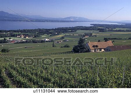 vineyard, Switzerland, La Cote, Vaud, Lake Geneva, Rolle, Scenic view of the countryside covered with vineyards and the village of Rolle along Lac Leman in the Canton of Vaud. Scenic view of the Alps across Lake Geneva. View Large Photo Image Picture - vineyard, Switzerland, La Cote, Vaud, Lake Geneva, Rolle, Scenic view of the countryside covered with vineyards and the village of Rolle along Lac Leman in the Canton of Vaud. Scenic view of the Alps across Lake Geneva.. Fotosearch