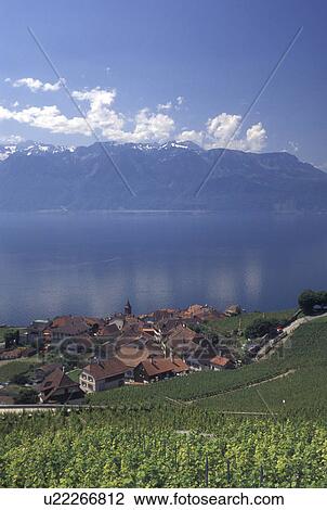 vineyard, Switzerland, Lake Geneva, Alps, Lavaux, Vaud, Picturesque village of Rivaz surrounded by vineyards along the lakeshore of Lac Leman in the Canton of Vaud. Scenic view of the Alps across Lake Geneva. View Large Photo Image Stock Image - vineyard, Switzerland, Lake Geneva, Alps, Lavaux, Vaud, Picturesque village of Rivaz surrounded by vineyards along the lakeshore of Lac Leman in the Canton of Vaud. Scenic view of the Alps across Lake Geneva.. Fotosearch