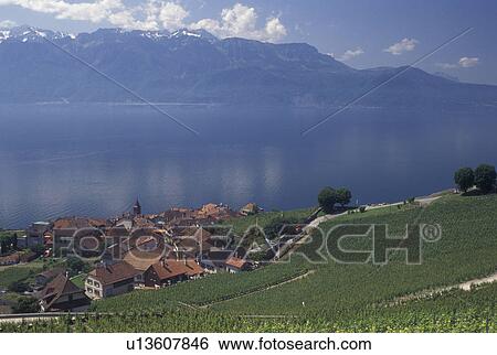 vineyard, Switzerland, Lake Geneva, Alps, Lavaux, Vaud, Picturesque village of Rivaz surrounded by vineyards along the lakeshore of Lac Leman in the Canton of Vaud. Scenic view of the Alps across Lake Geneva. View Large Photo Image Stock Photograph - vineyard, Switzerland, Lake Geneva, Alps, Lavaux, Vaud, Picturesque village of Rivaz surrounded by vineyards along the lakeshore of Lac Leman in the Canton of Vaud. Scenic view of the Alps across Lake Geneva.. Fotosearch