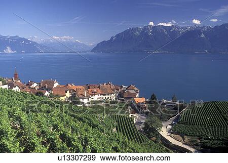 vineyard, Switzerland, Lavaux, Lake Geneva, Alps, Vaud, Picturesque village of Rivaz surrounded by vineyards along the lakeshore of Lac Leman in the Canton of Vaud. Scenic view of the Alps across Lake Geneva. View Large Photo Image Stock Photo - vineyard, Switzerland, Lavaux, Lake Geneva, Alps, Vaud, Picturesque village of Rivaz surrounded by vineyards along the lakeshore of Lac Leman in the Canton of Vaud. Scenic view of the Alps across Lake Geneva.. Fotosearch