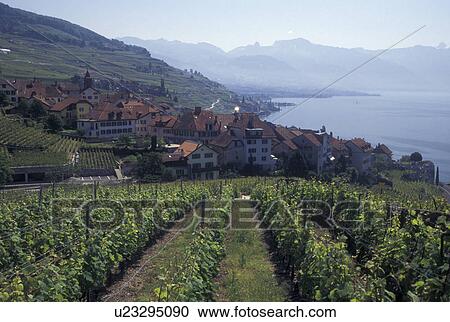 vineyard, Switzerland, Vaud, Lavaux, Lake Geneva, Village of Rivaz along the lakeshore of Lac Leman and the vineyards of Lavaux in the Canton of Vaud. View Large Photo Image Stock Image - vineyard, Switzerland, Vaud, Lavaux, Lake Geneva, Village of Rivaz along the lakeshore of Lac Leman and the vineyards of Lavaux in the Canton of Vaud. . Fotosearch