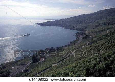 vineyards, Switzerland, Lake Geneva, Lavaux, Vaud, Scenic view of an excursion steamer boat cruising along the lakeshore of Lac Leman from the steep slopes of the vineyards of Lavaux in the Canton of Vaud. View Large Photo Image Stock Image - vineyards, Switzerland, Lake Geneva, Lavaux, Vaud, Scenic view of an excursion steamer boat cruising along the lakeshore of Lac Leman from the steep slopes of the vineyards of Lavaux in the Canton of Vaud. . Fotosearch