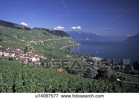 vineyards, Switzerland, Lavaux, Lake Geneva, Vaud, Scenic view the steep slopes of the vineyards of Lavaux in the Canton of Vaud along Lac Leman. View of the Alps. View Large Photo Image Stock Photo - vineyards, Switzerland, Lavaux, Lake Geneva, Vaud, Scenic view the steep slopes of the vineyards of Lavaux in the Canton of Vaud along Lac Leman. View of the Alps.. Fotosearch