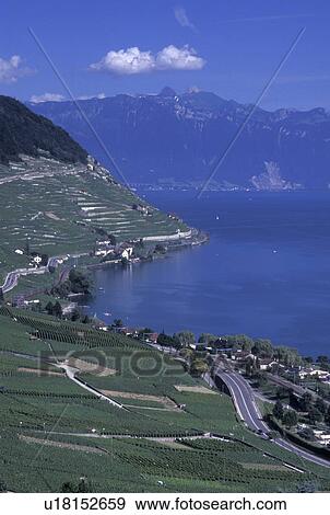 vineyards, Switzerland, Lavaux, Lake Geneva, Vaud, Scenic view the steep slopes of the vineyards of Lavaux in the Canton of Vaud along Lac Leman. View of the Alps. View Large Photo Image Stock Photo - vineyards, Switzerland, Lavaux, Lake Geneva, Vaud, Scenic view the steep slopes of the vineyards of Lavaux in the Canton of Vaud along Lac Leman. View of the Alps.. Fotosearch