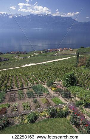 vineyards, Switzerland, Vaud, Lavaux, Lake Geneva, Scenic view the steep slopes of the vineyards of Lavaux in the Canton of Vaud along Lac Leman. View of the Alps. View Large Photo Image Stock Image - vineyards, Switzerland, Vaud, Lavaux, Lake Geneva, Scenic view the steep slopes of the vineyards of Lavaux in the Canton of Vaud along Lac Leman. View of the Alps.. Fotosearch