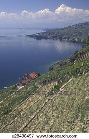 vineyards, Switzerland, Vaud, Lavaux, Lac Leman, Scenic view the steep slopes of the vineyards of Lavaux in the Canton of Vaud along Lake Geneva. View Large Photo Image Stock Photo - vineyards, Switzerland, Vaud, Lavaux, Lac Leman, Scenic view the steep slopes of the vineyards of Lavaux in the Canton of Vaud along Lake Geneva. . Fotosearch