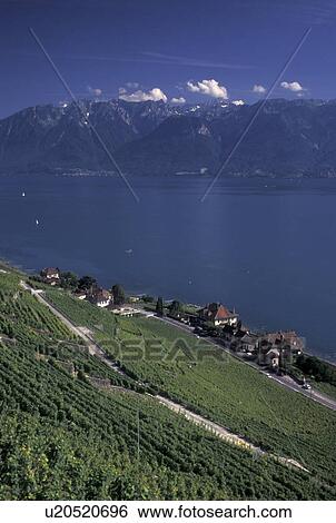 Stock Photograph -  vineyards, Switzerland, Vaud, Lavaux, Lac Leman, Scenic view the steep slopes of the vineyards of Lavaux in the Canton of Vaud along Lake Geneva. The Alps can be seen in the distance.. Fotosearch
