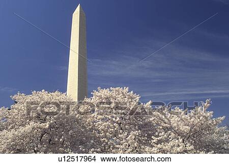 Washington Monument, Washington, DC, District of Columbia, Cherry blossoms surround the Washington Monument at National Mall in the spring in Washington, D. C. View Large Photo Image Picture - Washington Monument, Washington, DC, District of Columbia, Cherry blossoms surround the Washington Monument at National Mall in the spring in Washington, D. C.. Fotosearch
