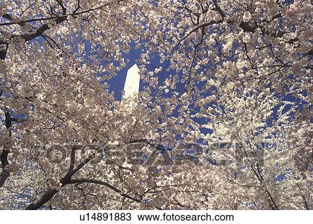 Washington Monument, Washington, DC, District of Columbia, Cherry blossoms surround the Washington Monument at National Mall in the spring in Washington, D. C. View Large Photo Image Stock Image - Washington Monument, Washington, DC, District of Columbia, Cherry blossoms surround the Washington Monument at National Mall in the spring in Washington, D. C.. Fotosearch