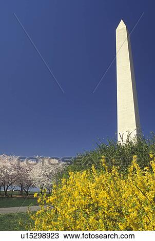 Washington Monument, Washington, DC, District of Columbia, Washington Monument in the spring at National Mall in Washington, D. C. View Large Photo Image Stock Image - Washington Monument, Washington, DC, District of Columbia, Washington Monument in the spring at National Mall in Washington, D. C.. Fotosearch