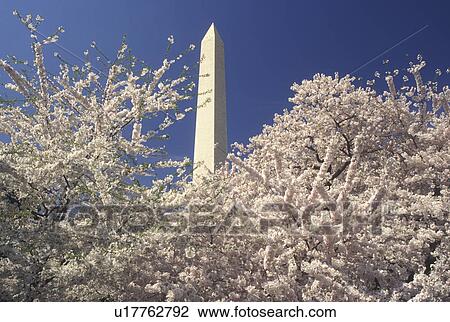 Washington Monument, Washington, DC, District of Columbia, Cherry blossoms surround the Washington Monument at National Mall in the spring in Washington, D. C. View Large Photo Image Stock Image - Washington Monument, Washington, DC, District of Columbia, Cherry blossoms surround the Washington Monument at National Mall in the spring in Washington, D. C.. Fotosearch