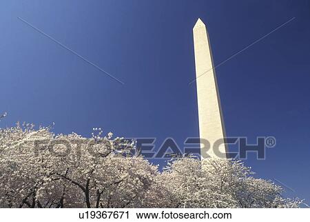 Washington Monument, Washington, DC, District of Columbia, Cherry blossoms surround the Washington Monument at National Mall in the spring in Washington, D. C. View Large Photo Image Stock Image - Washington Monument, Washington, DC, District of Columbia, Cherry blossoms surround the Washington Monument at National Mall in the spring in Washington, D. C.. Fotosearch