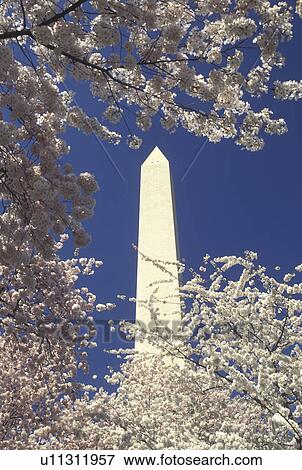 Washington Monument, Washington, DC, District of Columbia, Cherry blossoms surround the Washington Monument at National Mall in the spring in Washington, D. C. View Large Photo Image Stock Photo - Washington Monument, Washington, DC, District of Columbia, Cherry blossoms surround the Washington Monument at National Mall in the spring in Washington, D. C.. Fotosearch