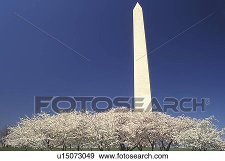 Washington Monument, Washington, DC, District of Columbia, Cherry blossoms surround the Washington Monument at National Mall in the spring in Washington, D. C. View Large Photo Image Stock Photo - Washington Monument, Washington, DC, District of Columbia, Cherry blossoms surround the Washington Monument at National Mall in the spring in Washington, D. C.. Fotosearch