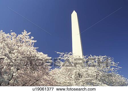 Washington Monument, Washington, DC, District of Columbia, Cherry blossoms surround the Washington Monument at National Mall in the spring in Washington, D. C. View Large Photo Image Stock Photo - Washington Monument, Washington, DC, District of Columbia, Cherry blossoms surround the Washington Monument at National Mall in the spring in Washington, D. C.. Fotosearch