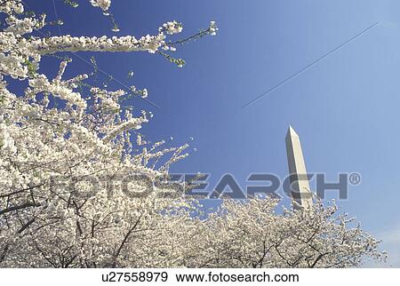 Washington Monument, Washington, DC, District of Columbia, Cherry blossoms surround the Washington Monument in the spring at National Mall in Washington, D. C. View Large Photo Image Stock Photo - Washington Monument, Washington, DC, District of Columbia, Cherry blossoms surround the Washington Monument in the spring at National Mall in Washington, D. C.. Fotosearch