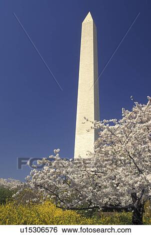 Washington Monument, Washington, DC, District of Columbia, Washington Monument in the spring at National Mall in Washington, D. C. View Large Photo Image Stock Photograph - Washington Monument, Washington, DC, District of Columbia, Washington Monument in the spring at National Mall in Washington, D. C.. Fotosearch