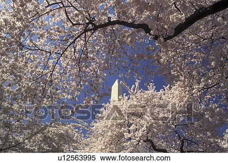 Washington Monument, Washington, DC, District of Columbia, Cherry blossoms surround the Washington Monument at National Mall in the spring in Washington, D. C. View Large Photo Image Stock Photography - Washington Monument, Washington, DC, District of Columbia, Cherry blossoms surround the Washington Monument at National Mall in the spring in Washington, D. C.. Fotosearch