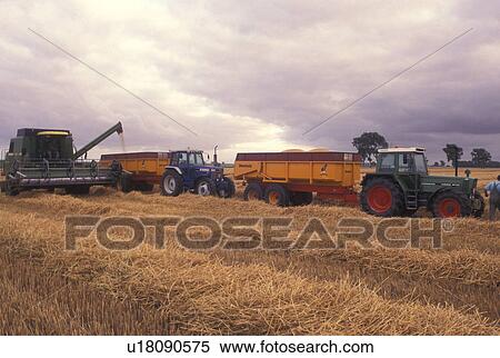 Stock Photography -  wheat field, Netherlands, Holland, Groningen, Europe, Farmer harvesting wheat in a wheat field with farm machinery.. Fotosearch