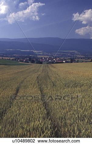 wheat, Switzerland, La Cote, Vaud, Wheat field and scenic view of the countryside. View Large Photo Image Stock Image - wheat, Switzerland, La Cote, Vaud, Wheat field and scenic view of the countryside.. Fotosearch