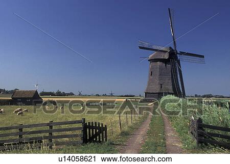 Stock Image -  windmill, Netherlands, Schermerhorn, Holland, Noord-Holland, Europe, Windmill on a farm in the scenic countryside in Schermerhorn. Sheep grazing in the pasture. . Fotosearch